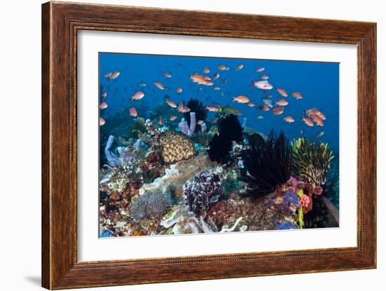 Fairy Basslets Over a Reef-Matthew Oldfield-Framed Photographic Print