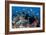 Fairy Basslets Over a Reef-Matthew Oldfield-Framed Photographic Print