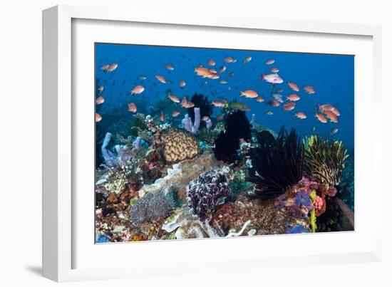 Fairy Basslets Over a Reef-Matthew Oldfield-Framed Photographic Print