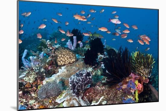 Fairy Basslets Over a Reef-Matthew Oldfield-Mounted Photographic Print