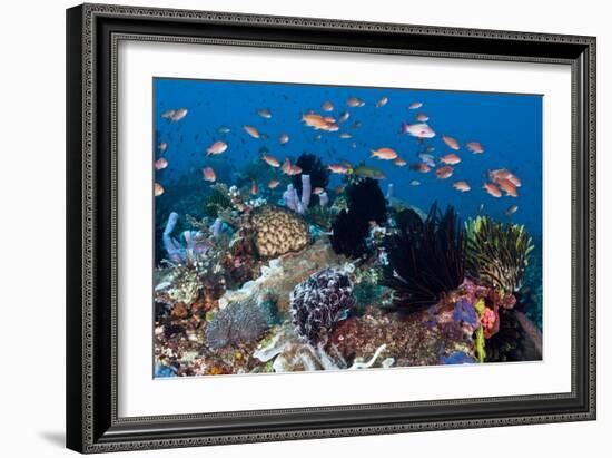 Fairy Basslets Over a Reef-Matthew Oldfield-Framed Photographic Print