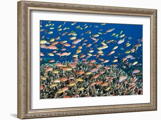 Fairy Basslets Over a Reef-Matthew Oldfield-Framed Photographic Print