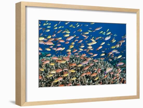 Fairy Basslets Over a Reef-Matthew Oldfield-Framed Photographic Print
