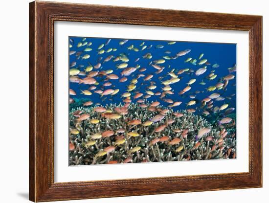 Fairy Basslets Over a Reef-Matthew Oldfield-Framed Photographic Print