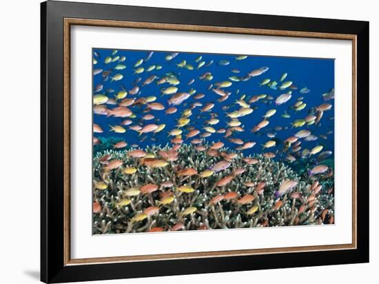 Fairy Basslets Over a Reef-Matthew Oldfield-Framed Photographic Print