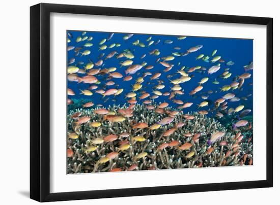 Fairy Basslets Over a Reef-Matthew Oldfield-Framed Photographic Print