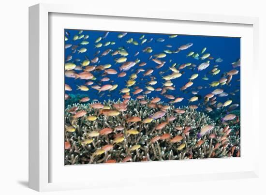 Fairy Basslets Over a Reef-Matthew Oldfield-Framed Photographic Print