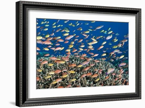 Fairy Basslets Over a Reef-Matthew Oldfield-Framed Photographic Print