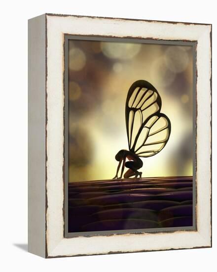 Fairy Butterfly-Mike_Kiev-Framed Stretched Canvas