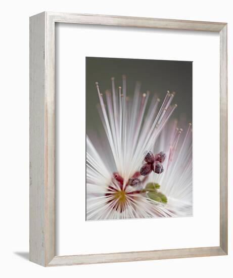 Fairy Duster (Calliandra Eriophylla), Organ Pipe Cactus National Monument, Arizona-James Hager-Framed Photographic Print