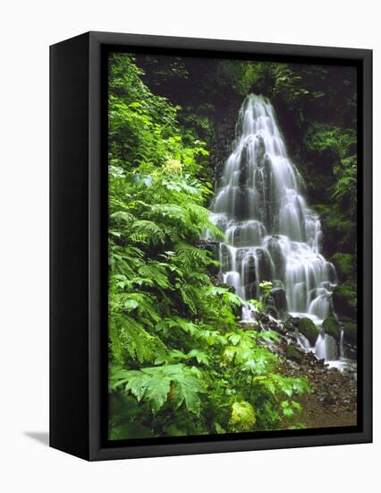 Fairy Falls Tumbling Down Basalt Rocks, Columbia River Gorge National Scenic Area, Oregon, USA-Steve Terrill-Framed Premier Image Canvas