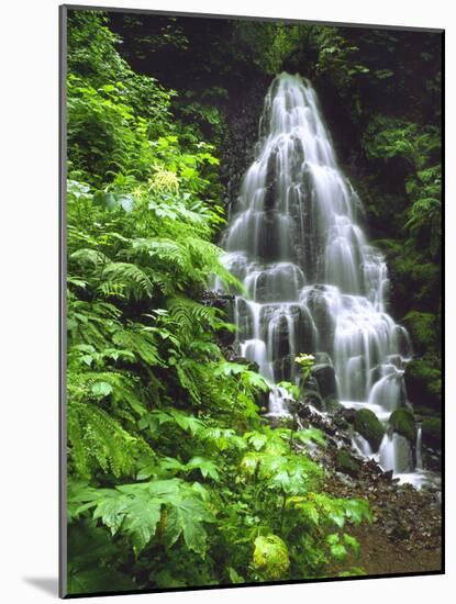 Fairy Falls Tumbling Down Basalt Rocks, Columbia River Gorge National Scenic Area, Oregon, USA-Steve Terrill-Mounted Photographic Print