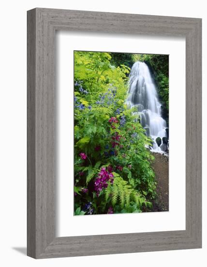 Fairy Falls, wildflowers, Columbia Gorge, Oregon-Stuart Westmorland-Framed Photographic Print