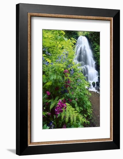 Fairy Falls, wildflowers, Columbia Gorge, Oregon-Stuart Westmorland-Framed Photographic Print