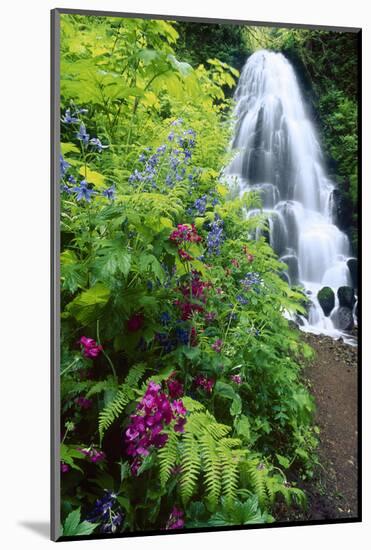 Fairy Falls, wildflowers, Columbia Gorge, Oregon-Stuart Westmorland-Mounted Photographic Print