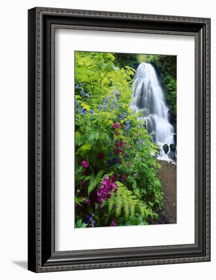 Fairy Falls, wildflowers, Columbia Gorge, Oregon-Stuart Westmorland-Framed Photographic Print