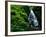 Fairy Falls-Bill Ross-Framed Photographic Print