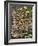 Fairy Feller's Master-Stroke-Science Source-Framed Giclee Print