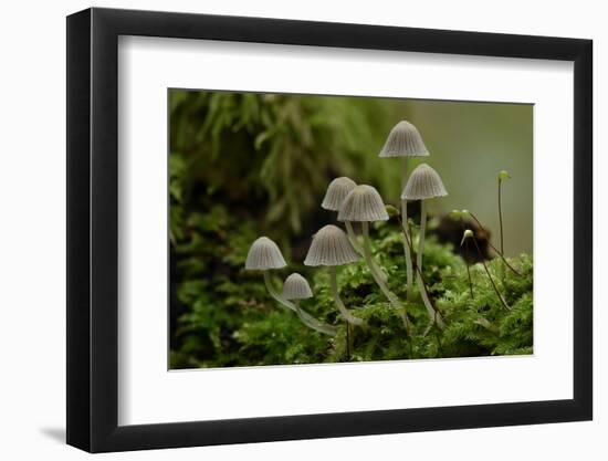 Fairy inkcap fungus growing from mossy log, Oxfordshire, England, UK-Andy Sands-Framed Photographic Print