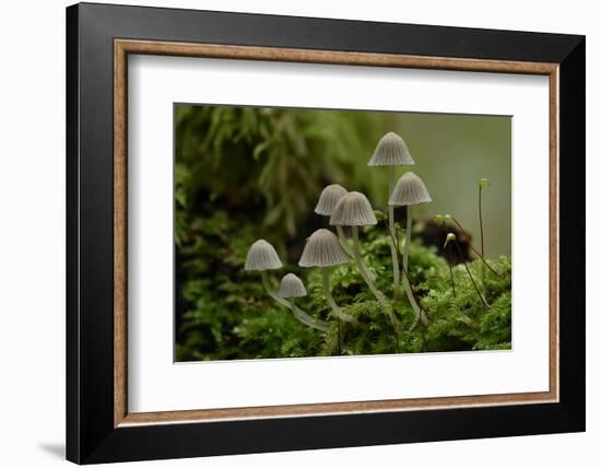 Fairy inkcap fungus growing from mossy log, Oxfordshire, England, UK-Andy Sands-Framed Photographic Print