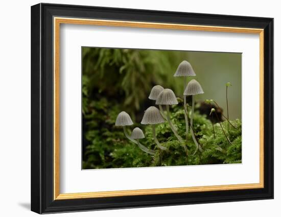 Fairy inkcap fungus growing from mossy log, Oxfordshire, England, UK-Andy Sands-Framed Photographic Print