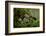 Fairy inkcap fungus growing from mossy log, Oxfordshire, England, UK-Andy Sands-Framed Photographic Print