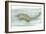 Fairy Shrimp, Artwork-Lizzie Harper-Framed Photographic Print