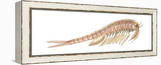 Fairy Shrimp (Eubranchipus Vernalis), Crustaceans-Encyclopaedia Britannica-Framed Stretched Canvas