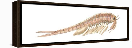 Fairy Shrimp (Eubranchipus Vernalis), Crustaceans-Encyclopaedia Britannica-Framed Stretched Canvas