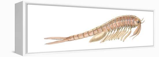 Fairy Shrimp (Eubranchipus Vernalis), Crustaceans-Encyclopaedia Britannica-Framed Stretched Canvas