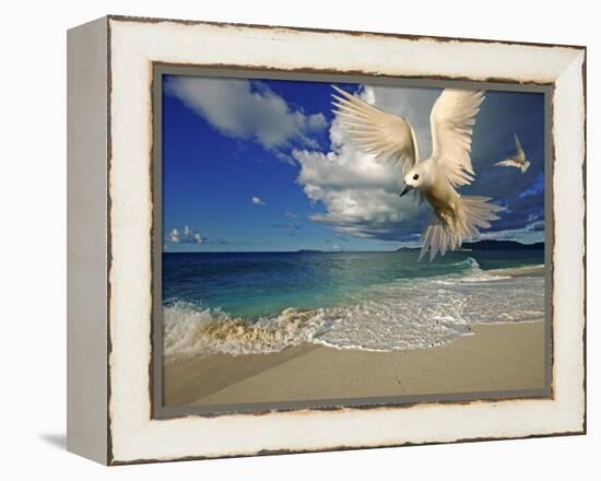 Fairy Tern at Cousine Island Beach-Martin Harvey-Framed Premier Image Canvas