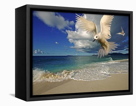 Fairy Tern at Cousine Island Beach-Martin Harvey-Framed Premier Image Canvas