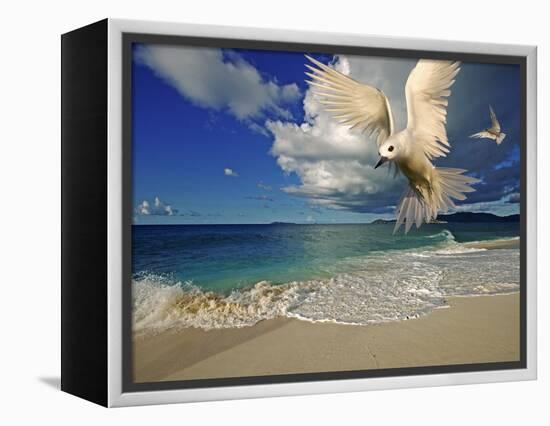 Fairy Tern at Cousine Island Beach-Martin Harvey-Framed Premier Image Canvas