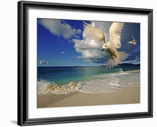 Fairy Tern at Cousine Island Beach-Martin Harvey-Framed Photographic Print