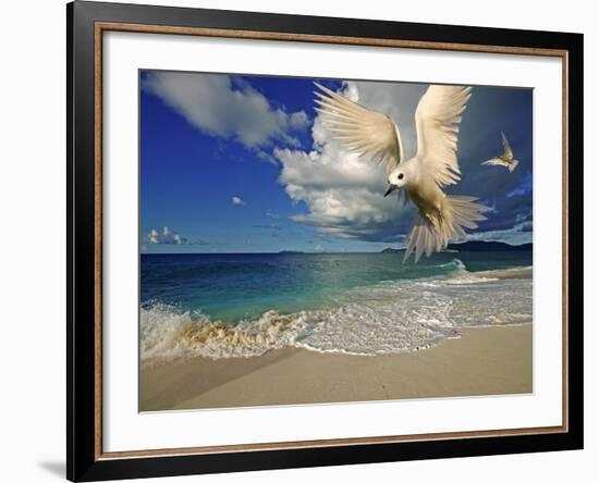 Fairy Tern at Cousine Island Beach-Martin Harvey-Framed Photographic Print