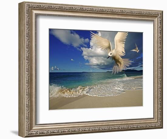 Fairy Tern at Cousine Island Beach-Martin Harvey-Framed Photographic Print