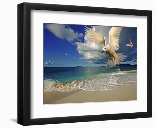 Fairy Tern at Cousine Island Beach-Martin Harvey-Framed Photographic Print