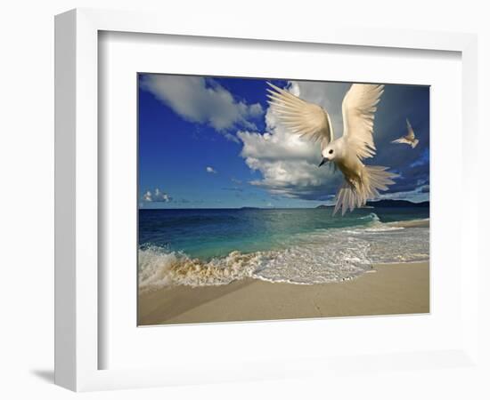 Fairy Tern at Cousine Island Beach-Martin Harvey-Framed Photographic Print