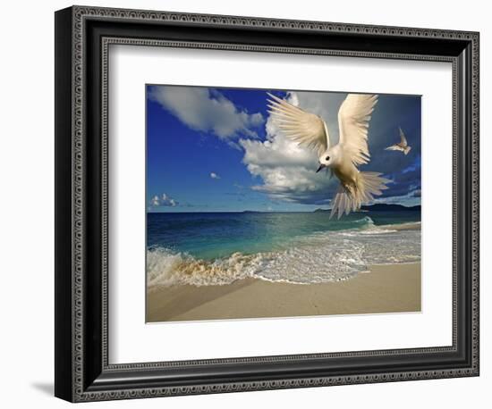 Fairy Tern at Cousine Island Beach-Martin Harvey-Framed Photographic Print