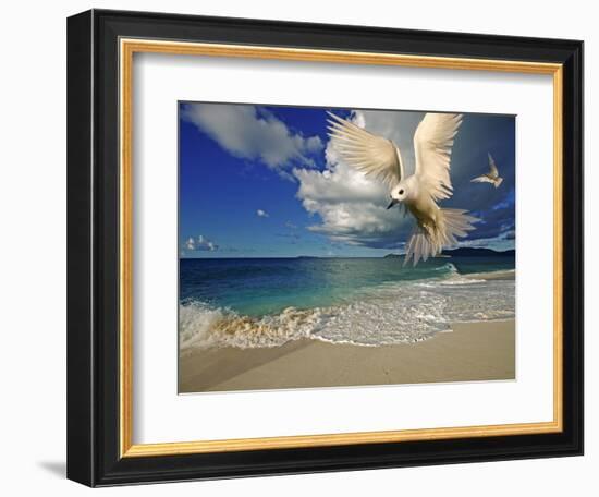 Fairy Tern at Cousine Island Beach-Martin Harvey-Framed Photographic Print
