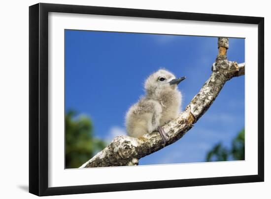 Fairy Tern Chick on Branch-null-Framed Photographic Print