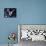 Fairy Tern in Flight, Aride Island-Mark Hannaford-Framed Premier Image Canvas displayed on a wall