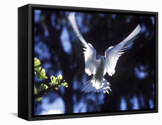 Fairy Tern in Flight, Aride Island-Mark Hannaford-Framed Premier Image Canvas