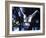 Fairy Tern in Flight, Aride Island-Mark Hannaford-Framed Photographic Print