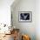 Fairy Tern in Flight, Aride Island-Mark Hannaford-Framed Photographic Print displayed on a wall