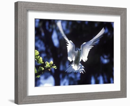 Fairy Tern in Flight, Aride Island-Mark Hannaford-Framed Photographic Print