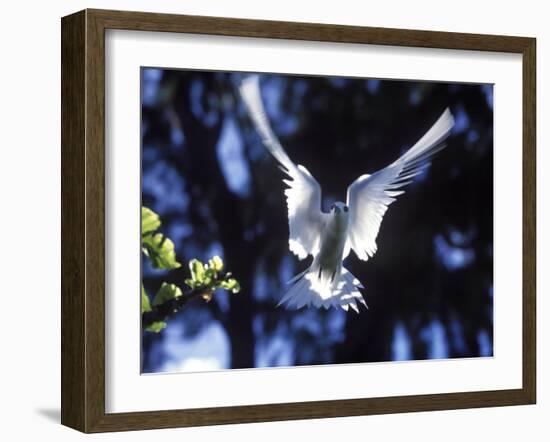 Fairy Tern in Flight, Aride Island-Mark Hannaford-Framed Photographic Print