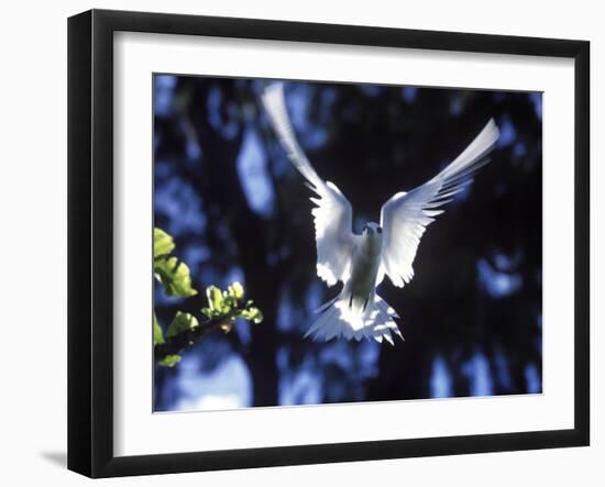 Fairy Tern in Flight, Aride Island-Mark Hannaford-Framed Photographic Print