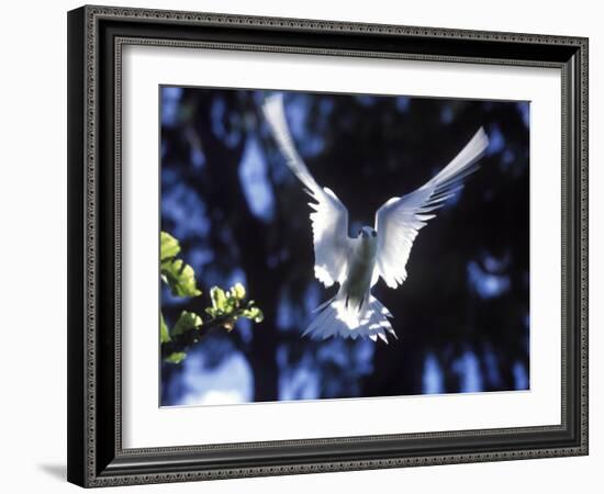 Fairy Tern in Flight, Aride Island-Mark Hannaford-Framed Photographic Print