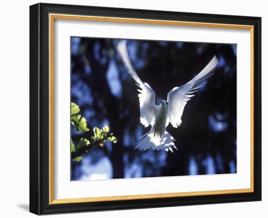 Fairy Tern in Flight, Aride Island-Mark Hannaford-Framed Photographic Print